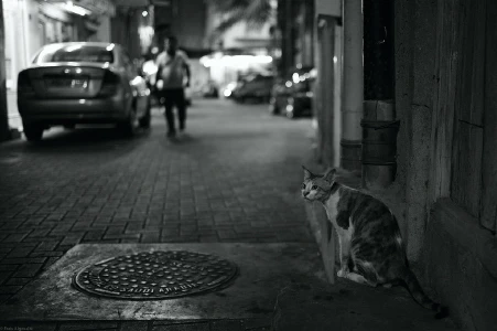 Street Cat (Explored) by siraf72 is licensed under CC BY 2.0.