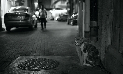 Street Cat (Explored) by siraf72 is licensed under CC BY 2.0.
