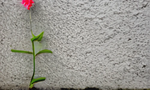 AI-generated picture of a flower growing from concrete.