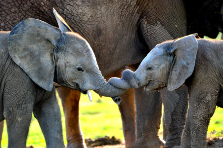 Two young elephants playing. Their trunks are tangled together.