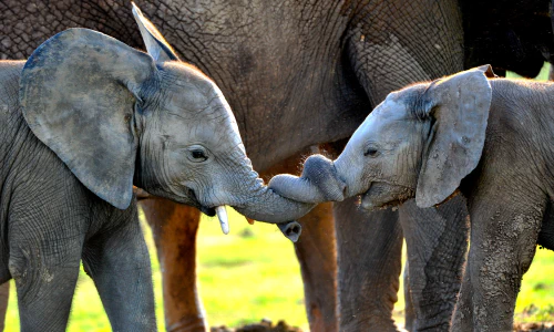 Two young elephants playing. Their trunks are tangled together.